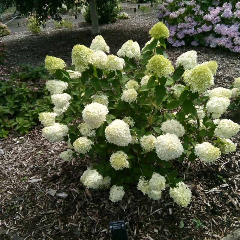 Hortenzija, skarainā 'Rastede' /Hydrangea paniculata/ - P9 kont.