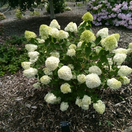 Hortenzija, skarainā 'Rastede' /Hydrangea paniculata/ - P9 kont.