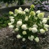 Hortenzija, skarainā 'Rastede' /Hydrangea paniculata/ - P9 kont.