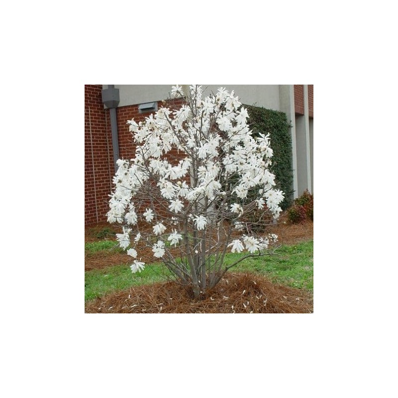 Magnolija 'Waterlily' /Magnolia x stellata/ - P9 kont.