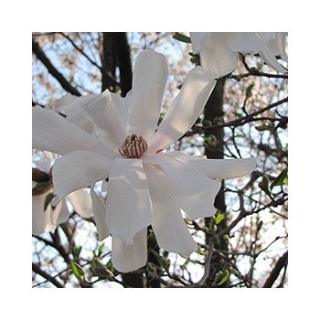 Magnolija, zvaigžņu 'Waterlily' /Magnolia x stellata/ - P9 kont.