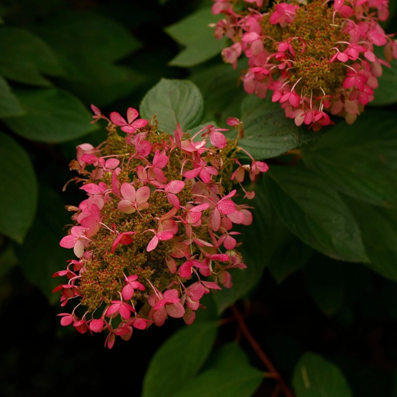 Hortenzija, skarainā 'Ruby' /Hydrangea paniculata/ - P9 kont.