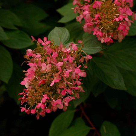 Hortenzija, skarainā 'Ruby' /Hydrangea paniculata/ - P9 kont.