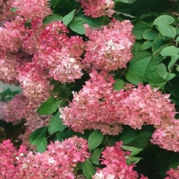 Hortenzija, šluotelinė 'Ruby' /Hydrangea paniculata/ - P9 kont.