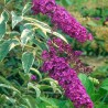 Budleja dāvida 'Harlequin' /Buddleja davidii/ - P9 kont.