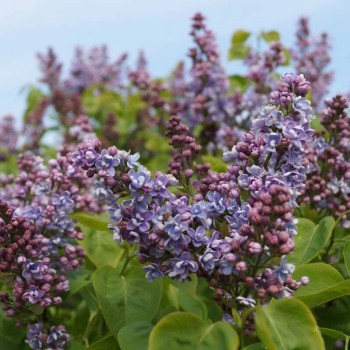Alyva 'Professor Hoser' /Syringa vulgaris/- P9 kont.