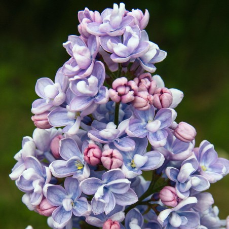 Ceriņš 'Professor Hoser' /Syringa vulgaris/- P9 kont.