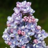 Alyva 'Professor Hoser' /Syringa vulgaris/- P9 kont.