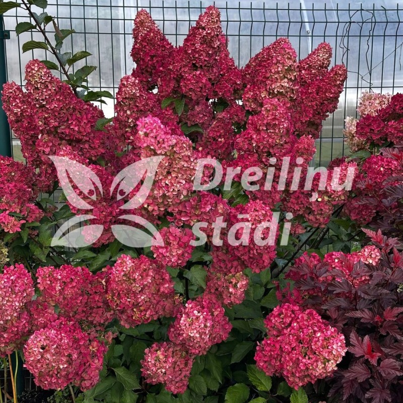 Hortenzija, skarainā ,,Fraise Melba,, /Hydrangea paniculata/ - P9 kont.