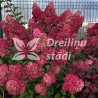 Hortenzija, šluotelinė ,,Fraise Melba,, /Hydrangea paniculata/ - P9 kont.