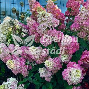 Hortenzija, skarainā ,,Fraise Melba,, /Hydrangea paniculata/ - P9 kont.