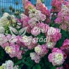 Hortenzija, skarainā ,,Fraise Melba,, /Hydrangea paniculata/ - P9 kont.