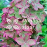 Hortenzija, šluotelinė ,,Metallica,, ("Renmeta") /Hydrangea paniculata/ - P8 kont.