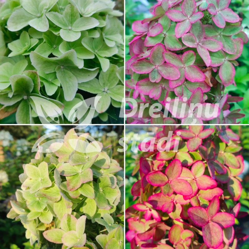 Hortenzija, šluotelinė ,,Metallica,, ("Renmeta") /Hydrangea paniculata/ - P8 kont.