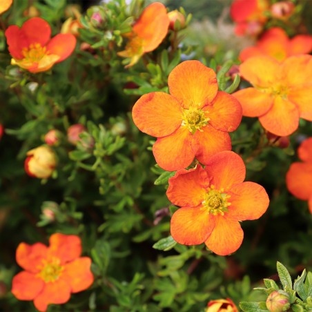 Klinšrozīte, parastā 'Orange Star' /Potentilla fruticosa/ - P9 kont.