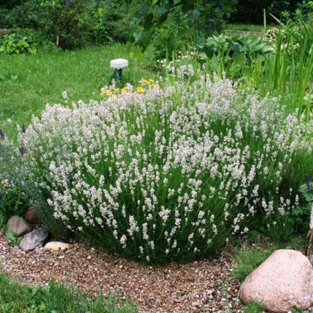 Lavanda, šaurlapu "Alba"/lavandula angustifolia/ - P9 kont.