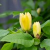 Magnolija 'Yellow Bird' /Magnolia/ - C5 kont.