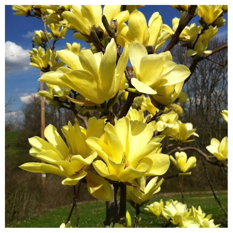 Magnolija, Bruklinas 'Yellow Bird' /Magnolia/ - C5 kont.