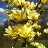 Magnolija 'Yellow Bird' /Magnolia/ - C5 kont.