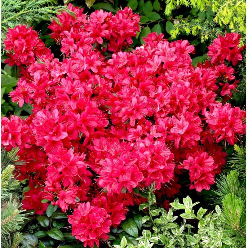 Acālija, Japānas 'Maruschka' /Azalea japonica/ - C1.5 kont.