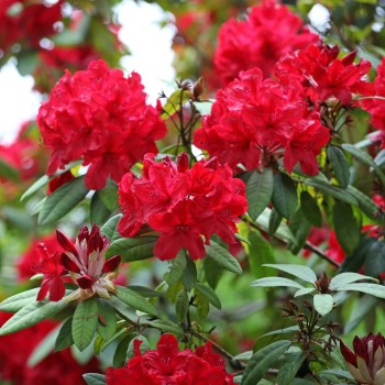 Rododendras ,,Red Jack,,...