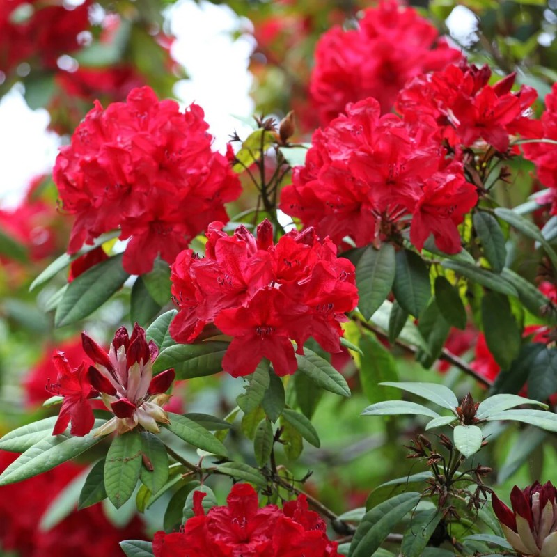 Rododendrs ,,Red Jack,, /Rhododendron/ - C3 kont.