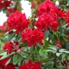 Rododendrs ,,Red Jack,, /Rhododendron/ - C3 kont.