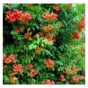 Trimitinė tekoma "Flamenco" /campsis radicans/ - C2 kont.