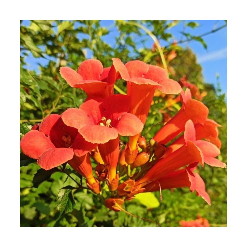 Trompetliāna "Florida" /campsis radicans/ - C2 kont.