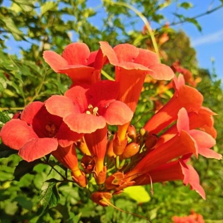 Trimitinė tekoma "Florida" /campsis radicans/ - C2 kont.