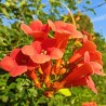 Trompetliāna "Florida" /campsis radicans/ - C2 kont.