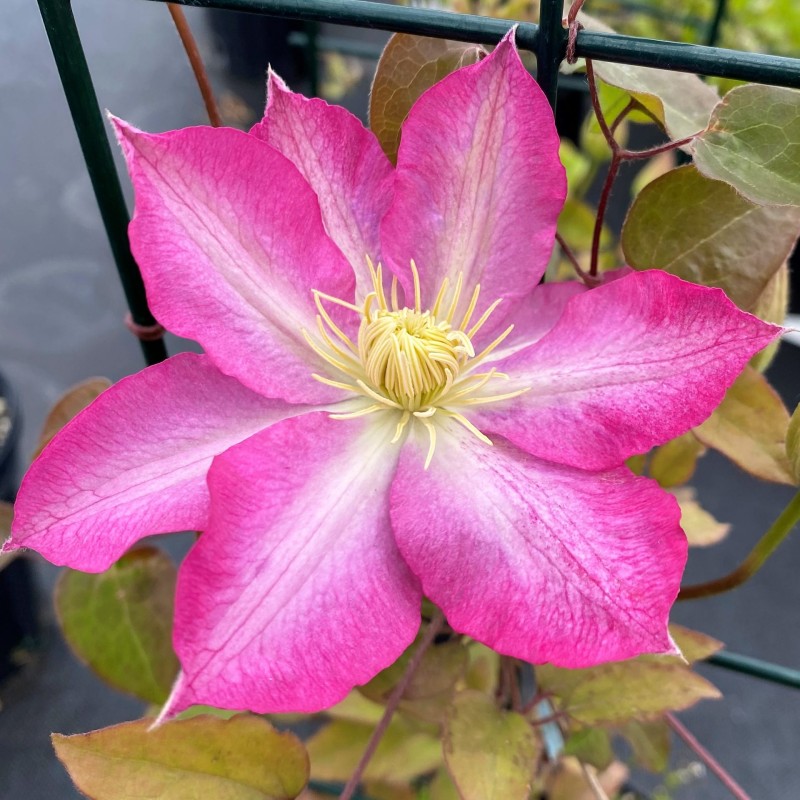 Raganė "Asao" /Clematis/- C2 kont.