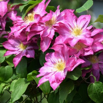 Klematis, lielziedu ,,Asao,, /Clematis/- C2 kont.