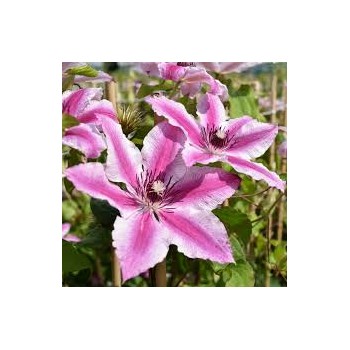 Klematis, lielziedu ,,Carnaby,, /Clematis/- C2 kont.