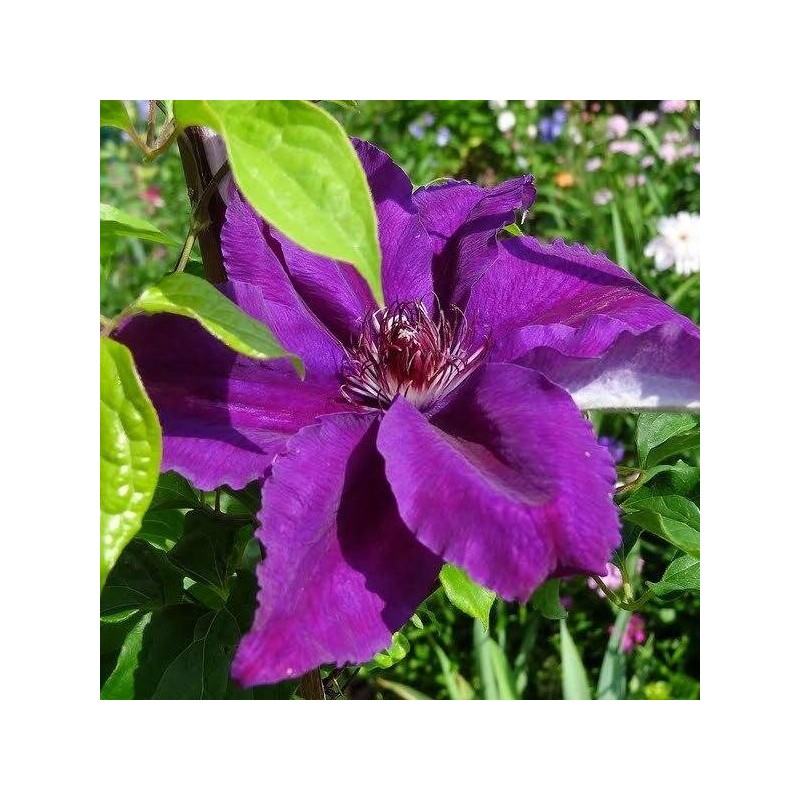 Klematis, lielziedu ,,Kacper,, /Clematis/- C2 kont.
