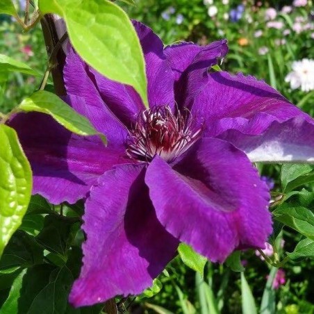 Klematis, lielziedu ,,Kacper,, /Clematis/- C2 kont.