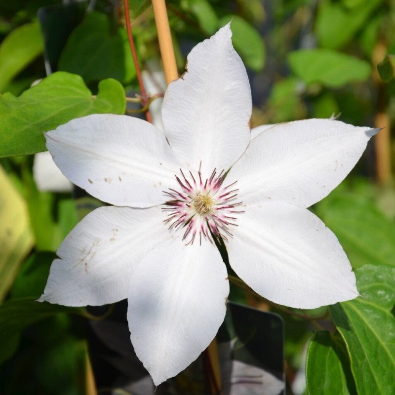 Raganė ,,Matka Siedilska,, /Clematis/- C2 kont.