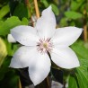 Klematis, lielziedu ,,Matka Siedilska,, /Clematis/- C2 kont.