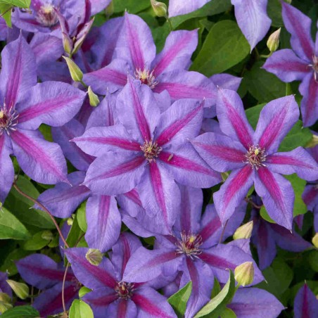Klematis, lielziedu ,,Mrs N Thompson,, /Clematis/- C2 kont.