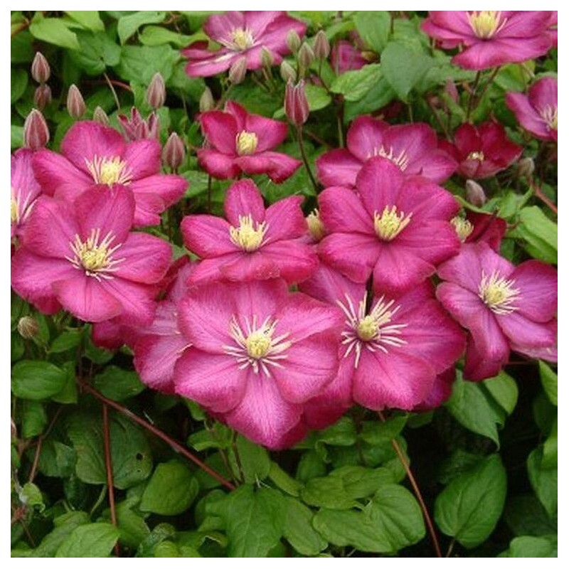 Klematis, lielziedu ,,Ville de Lyon,, /Clematis/- C2 kont.
