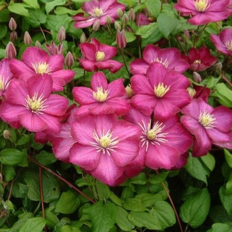 Raganė ,,Ville de Lyon,, /Clematis/- C2 kont.