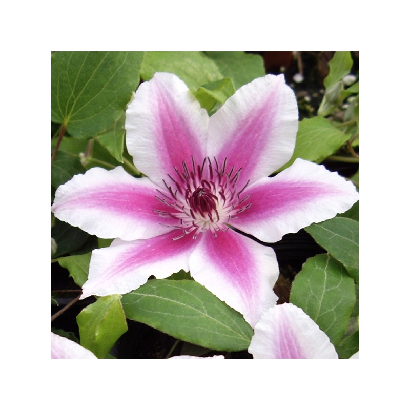 Klematis, lielziedu ,,Carnaby,, /Clematis/- C2 kont.