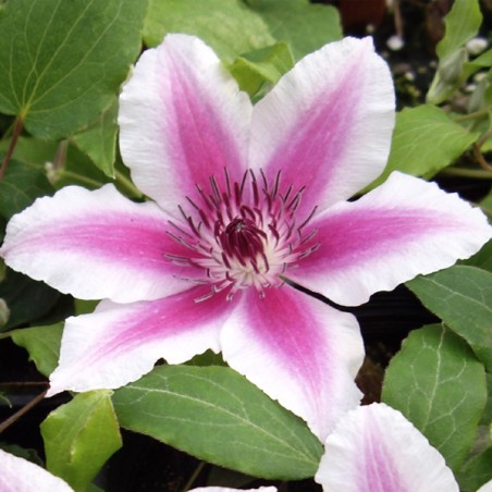 Klematis, lielziedu ,,Carnaby,, /Clematis/- C2 kont.