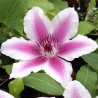 Klematis, lielziedu ,,Carnaby,, /Clematis/- C2 kont.