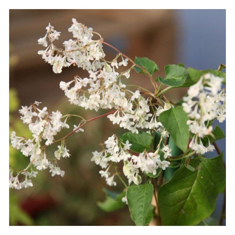 Raguolė, auberčio /fallopia aubertii/ - C2 kont.