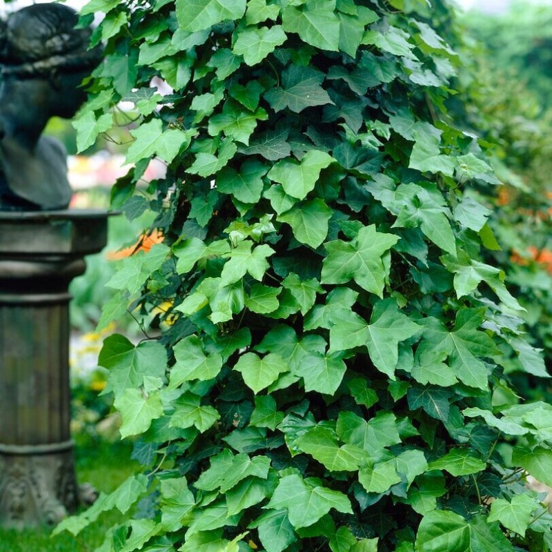 Gebenė, paprastoji (Airiškoji gebenė) /hedera hibernica/ - C2 kont.