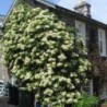 Hortenzija, laipiojanti /hydrangea anomala petiolaris/ - C2 kont.
