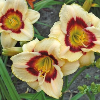Dienlilija "Rainbow Candy" /hemerocallis/ - C3 kont.