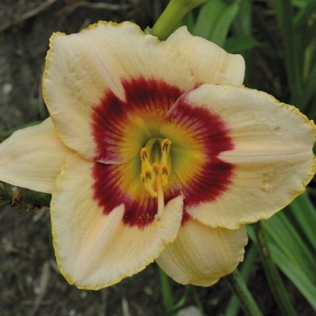 Dienlilija "Rainbow Candy" /hemerocallis/ - C3 kont.