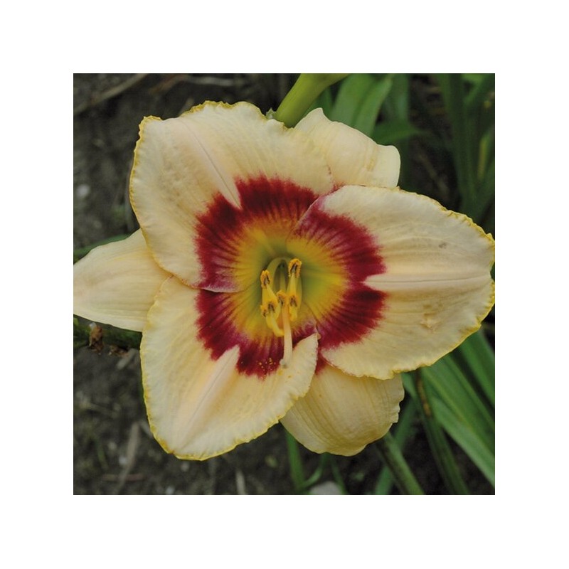 Dienziede, dienlillija "Rainbow Candy" /hemerocallis/ - C3 kont.